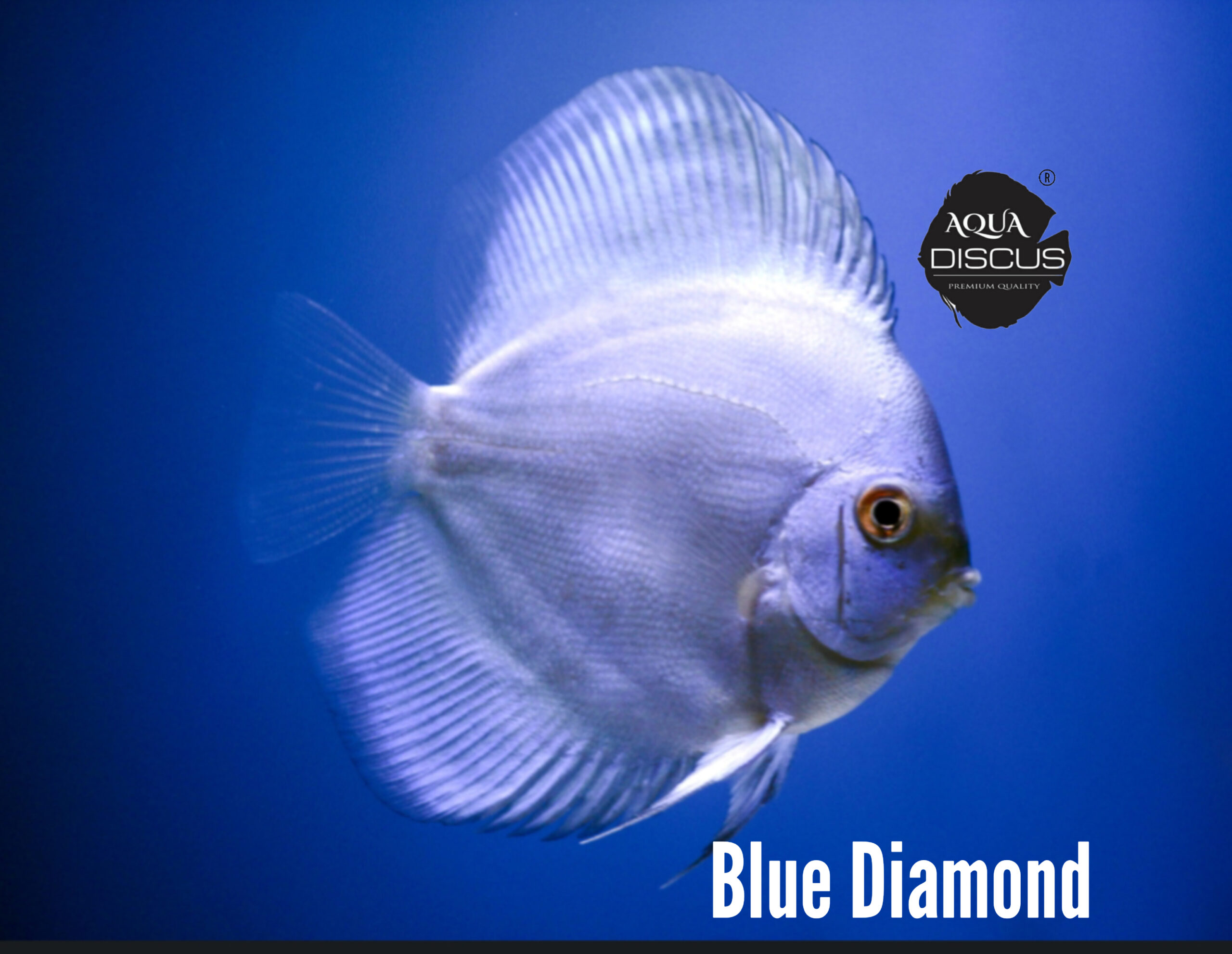 Blue Diamond Discus – Aqua Discus India