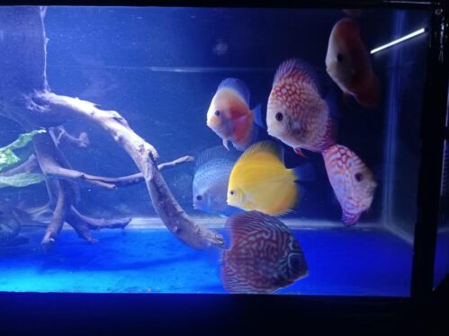 Image #1 from John Thomas