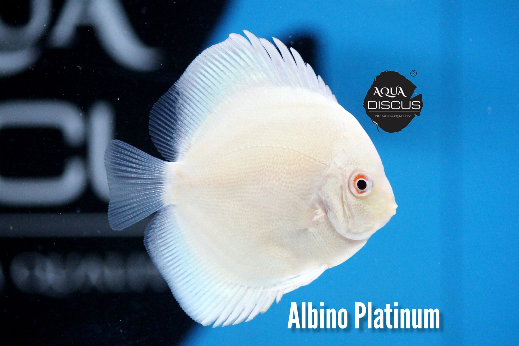 Albino Platinum