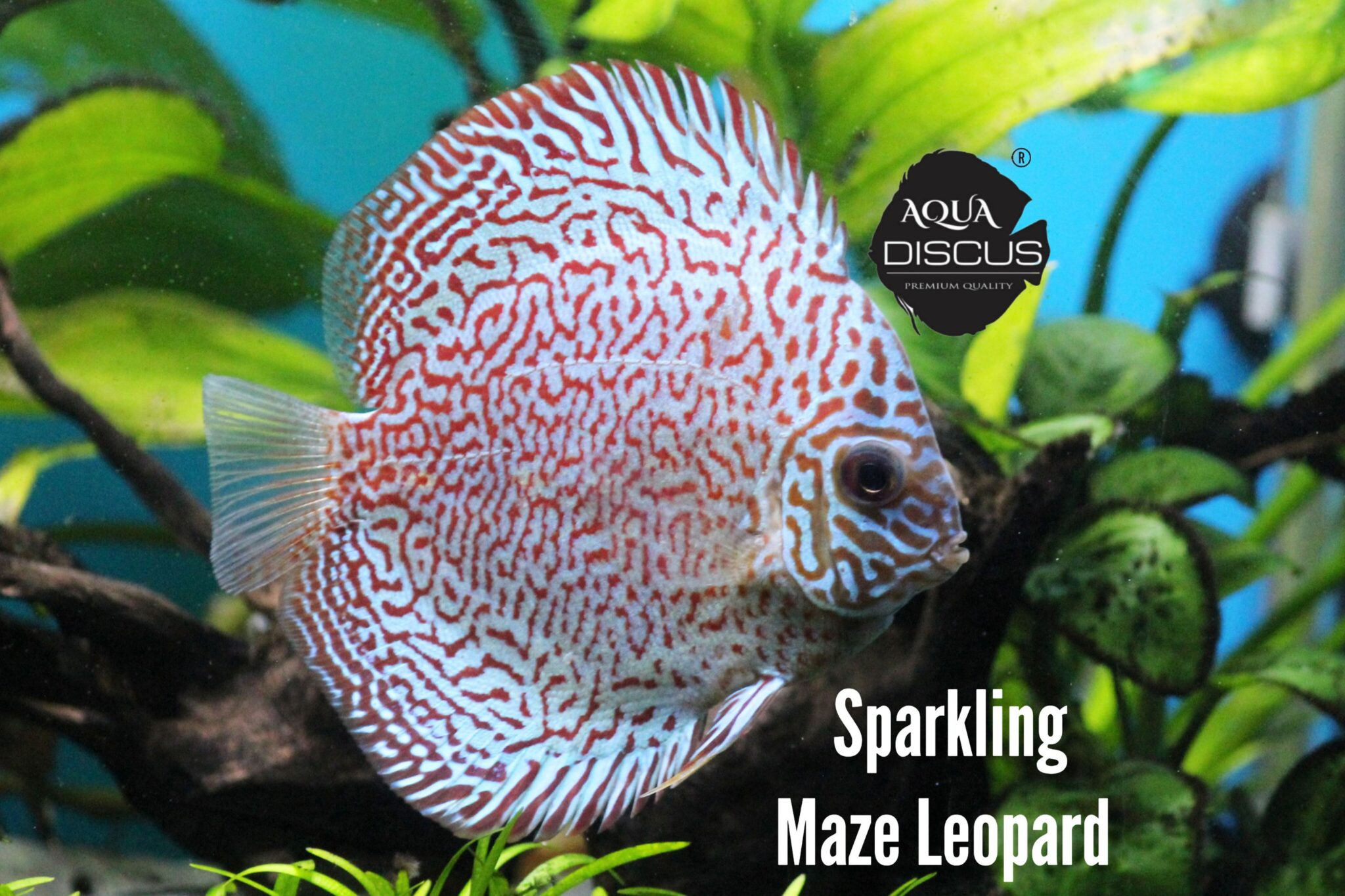 Sparkling Maze Leopard
