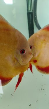 Image #1 from Shivraj barhanpure