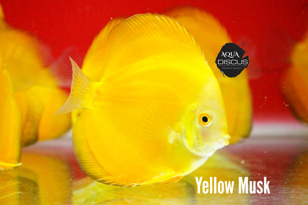 Yellow Musk Discus - Brilliantly Solid And Misty Yellow - Image 3