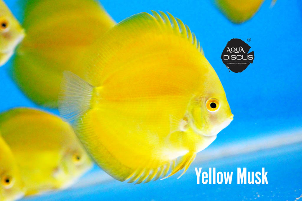 Yellow Musk Discus - Brilliantly Solid And Misty Yellow