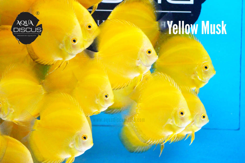 Yellow Musk Discus - Brilliantly Solid And Misty Yellow - Image 2