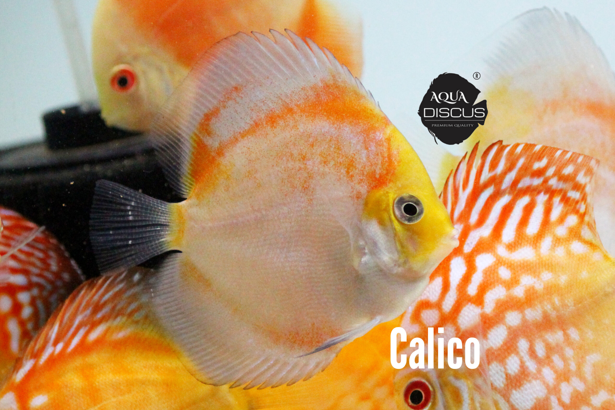Calico Discus - Multicolored Mosaic Jewel