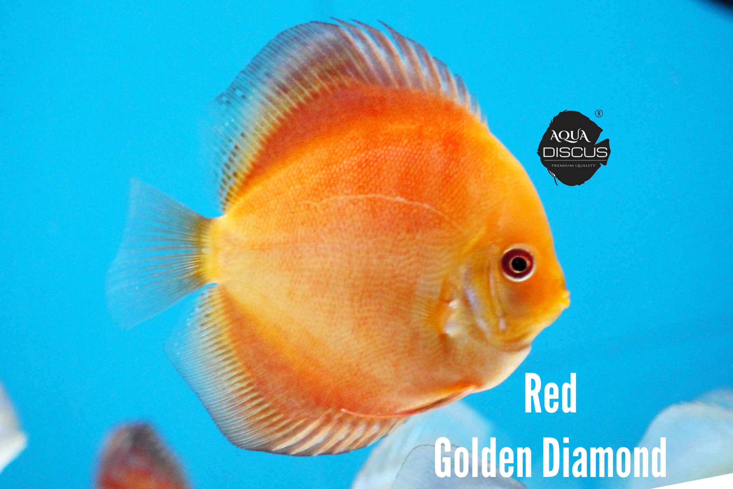 Red Golden Diamond Discus - Golden Red With Red Face
