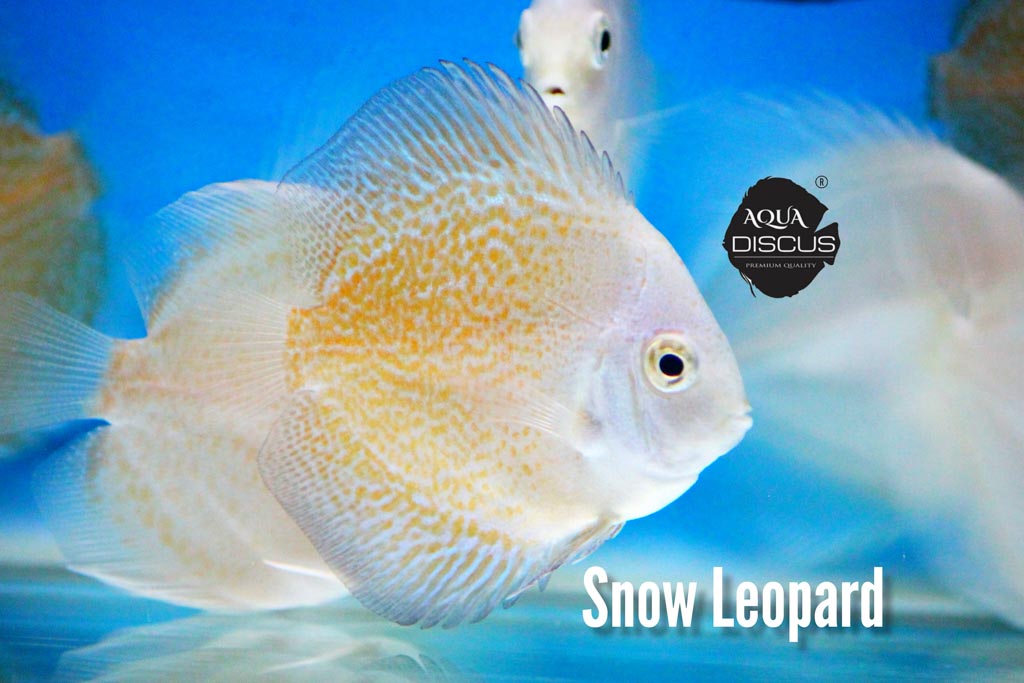 Snow Leopard Discus - Snow Base Signature “Leopard” Spots