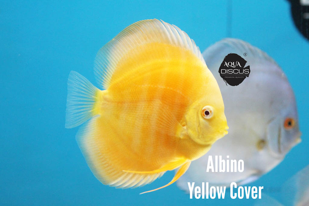 Albino Yellow Cover Discus - Pure Gold With White Rim in Motion