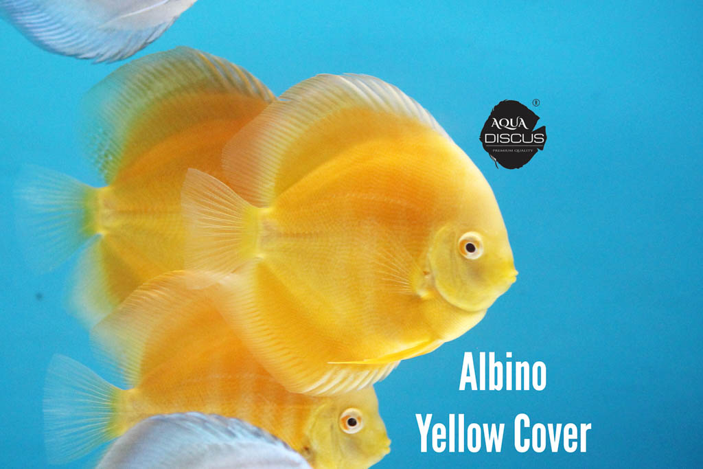 Albino Yellow Cover Discus - Pure Gold With White Rim in Motion - Image 2