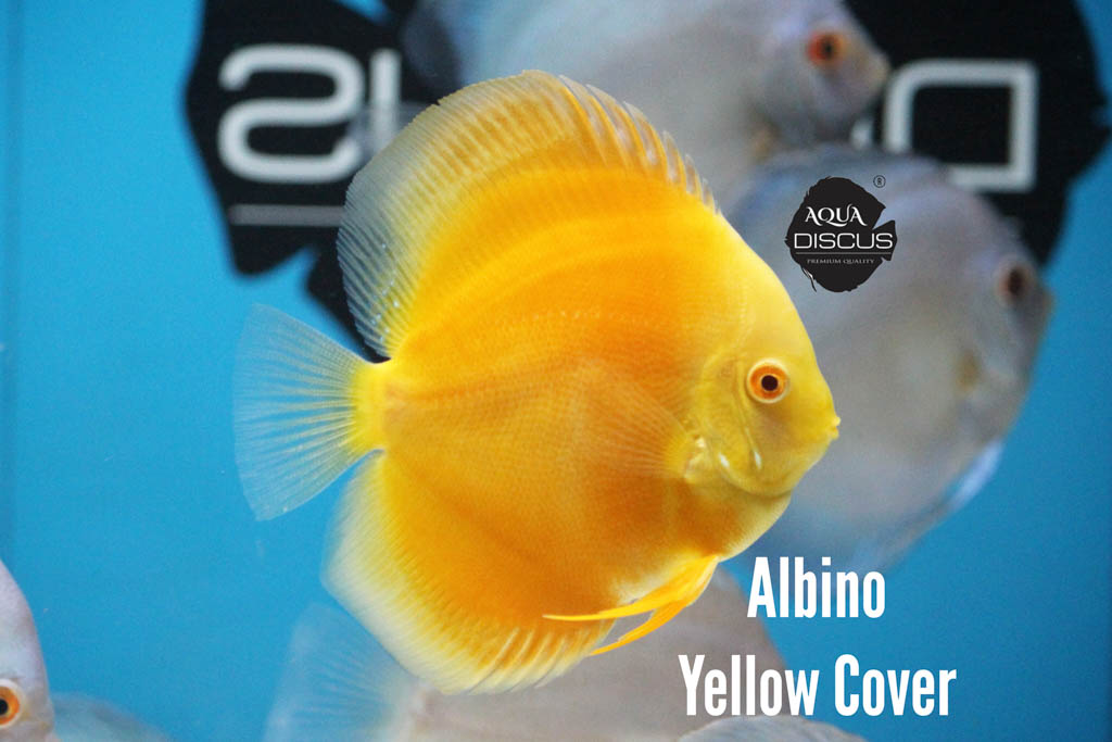 Albino Yellow Cover Discus - Pure Gold With White Rim in Motion - Image 3
