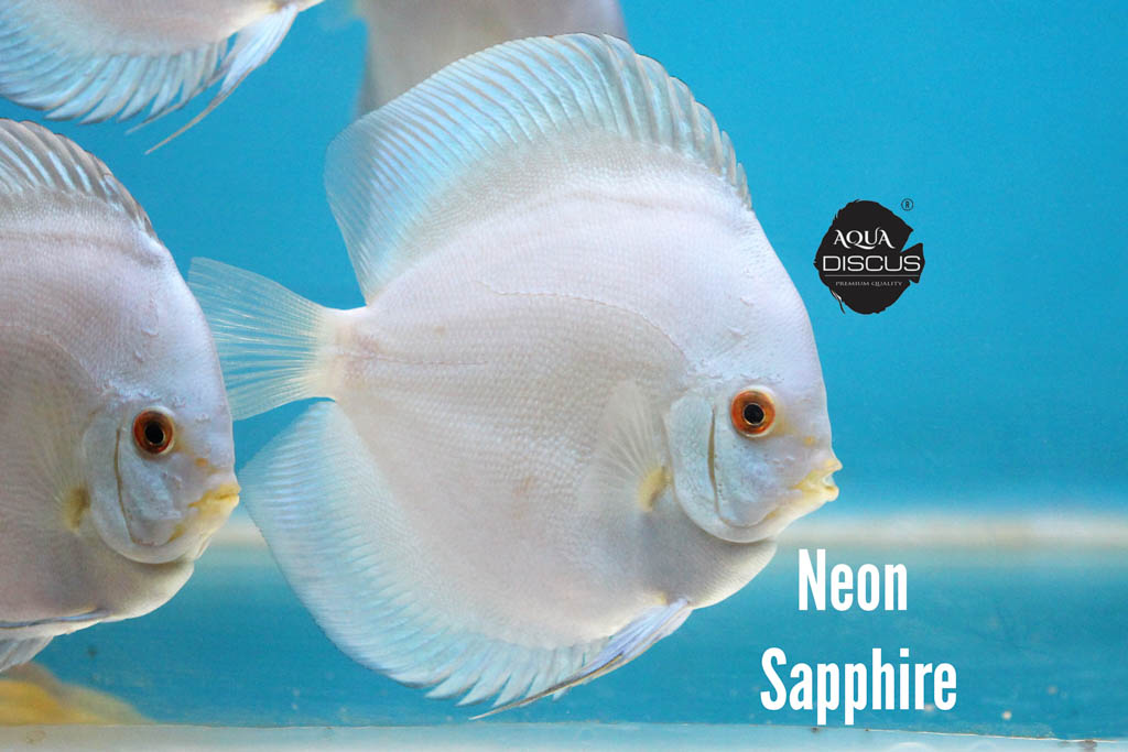 Neon Sapphire Discus - Glowing Blue And Neon Sheen