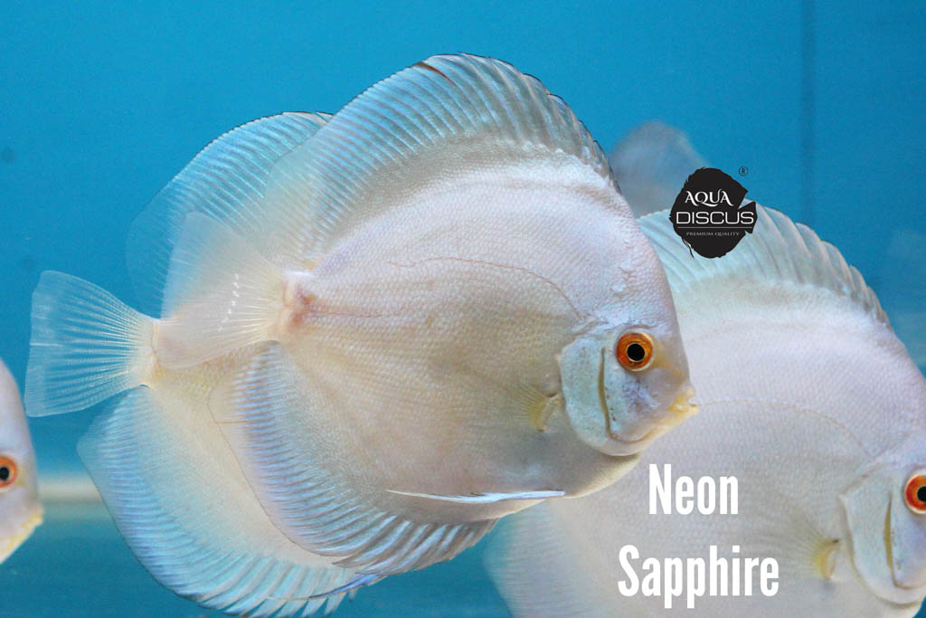 Neon Sapphire Discus - Glowing Blue And Neon Sheen - Image 2