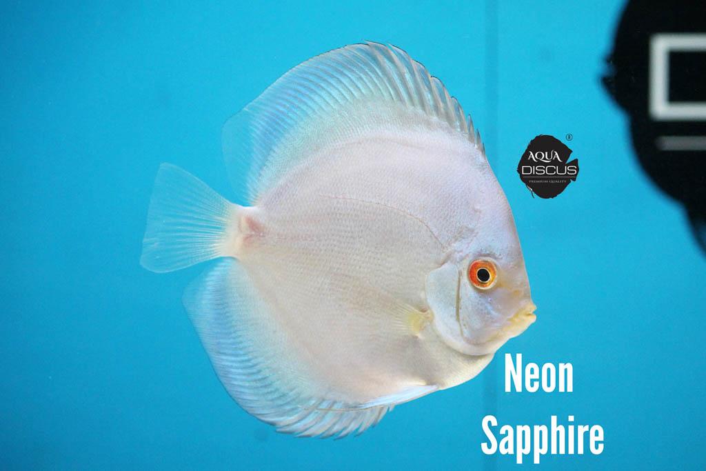 Neon Sapphire Discus - Glowing Blue And Neon Sheen - Image 3