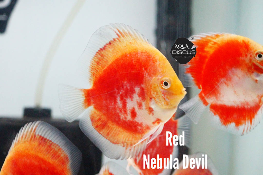 Red Nebula Devil Discus - Burning Red With Nebula Swirls
