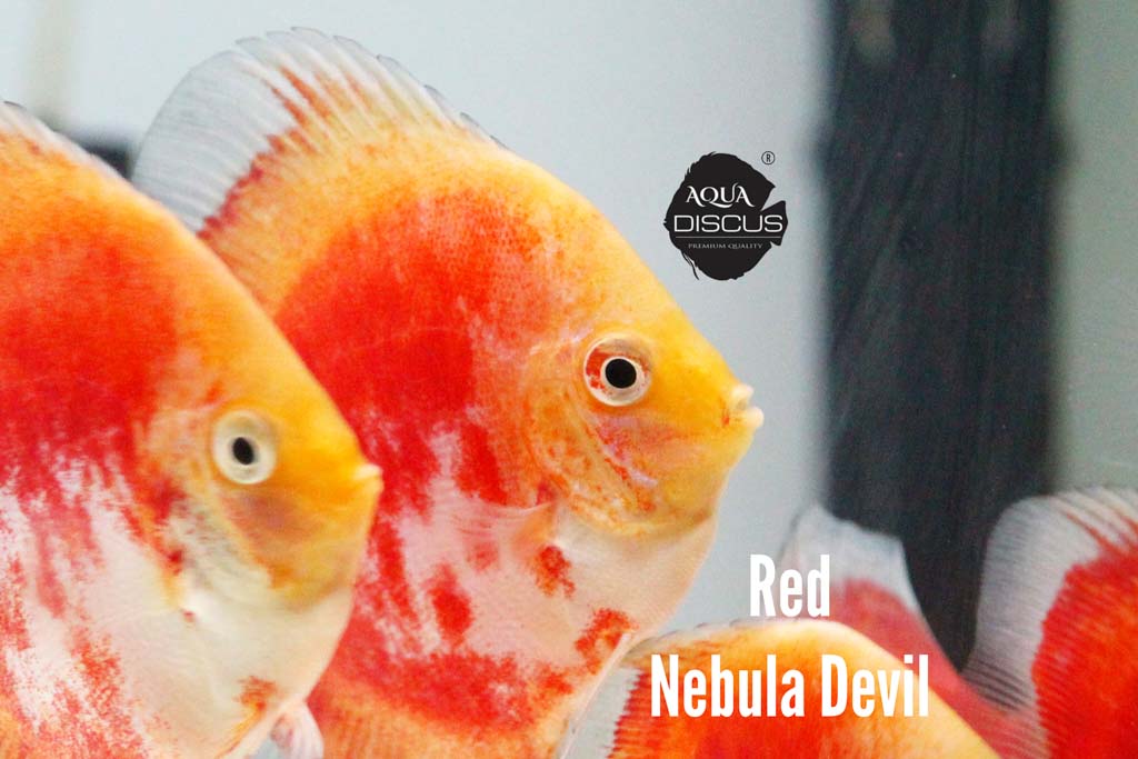 Red Nebula Devil Discus - Burning Red With Nebula Swirls - Image 3