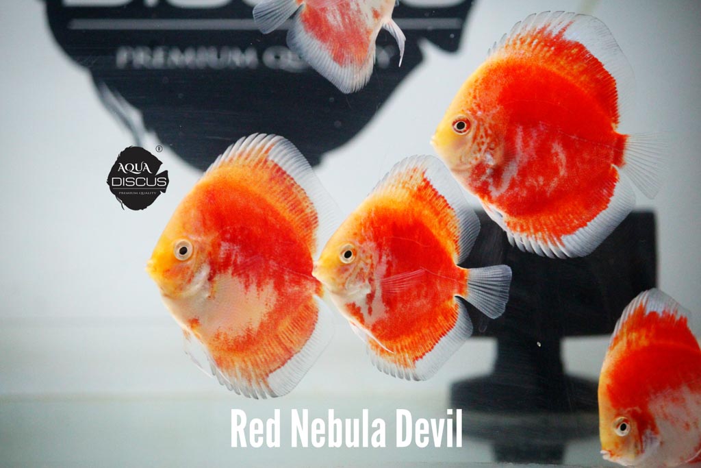 Red Nebula Devil Discus - Burning Red With Nebula Swirls - Image 4