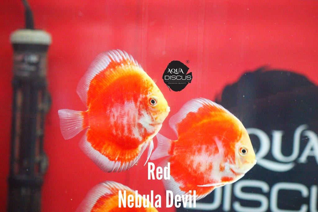 Red Nebula Devil Discus - Burning Red With Nebula Swirls - Image 2