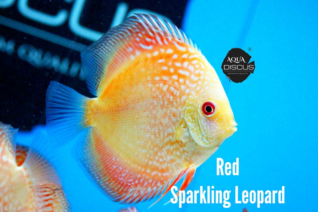 Red Sparkling Leopard Discus - Radiant Red with Mesmerizing Leopard Markings