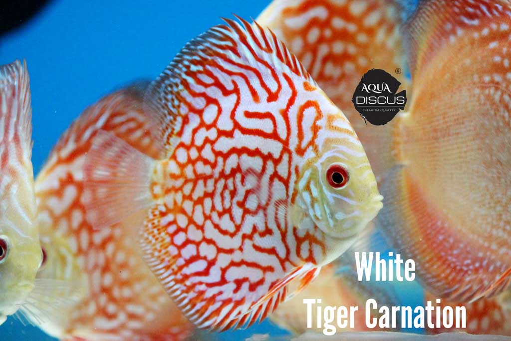 White Tiger Carnation Discus - Fiery Red Striping with Intricate Maze Patterns