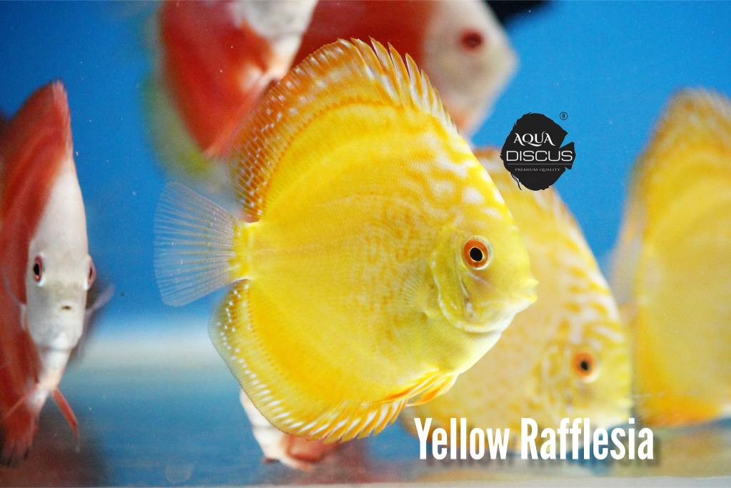 Yellow Rafflesia Discus - Solid Yellow With Bold White Marks - Image 2