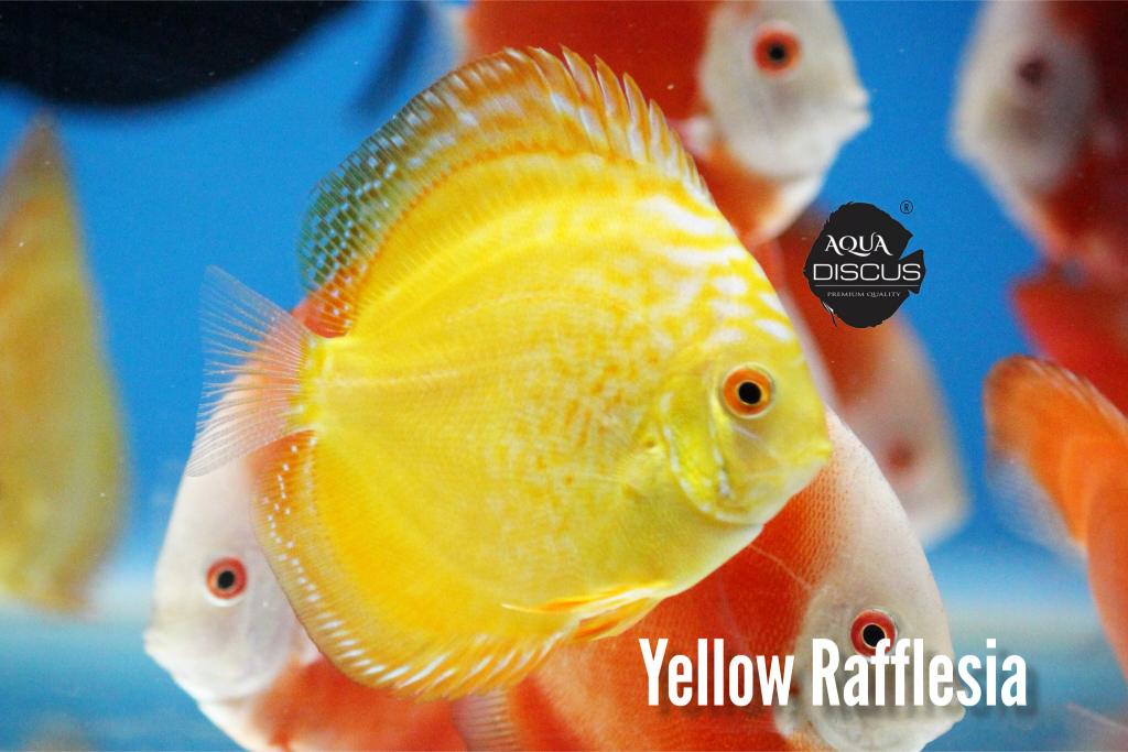 Yellow Rafflesia Discus - Solid Yellow With Bold White Marks